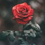 browny - @floyddfarnsworth - Instagram