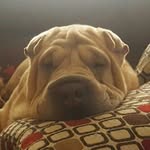 Honey Bunches of Wrinkle - @floydvonwrinkle - Instagram