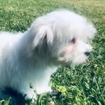 Flynn and Belle 🤪 (+2) - @life_with_flynn_and_belle - Instagram