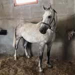 FLYNN - @flynn_bell__0bn.u - Instagram