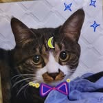 Flynn+Percy+Belle+Mochi - @4sushicats - Instagram