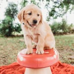 Hamilton Flynn - @hamilton_flynn_the_golden - Instagram