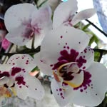 fong eng - @fong7989 - Instagram