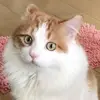 王芳燕 - @wongfongeng - TikTok