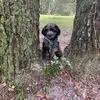 FordandBowdenthedoodles - @fordandbowdenthedoodles - TikTok