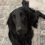 Ford Nelson - @fordtheflattie_ - Instagram