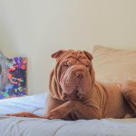 Harrison (The Shar-Pei) - @young.ford - Instagram