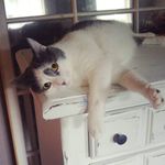 Forest Adams - @forest_cat7370 - Instagram
