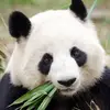 🐓 Ällêñ 🐼🦊 - @allen.forest - TikTok