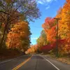 TheForestBaker - @theforestbaker - TikTok