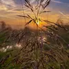 forestbell - @liem.evi - TikTok