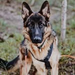 @forest_berggren - Instagram