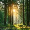 forest black - @forest.black4 - TikTok
