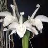 Nhánh Lan Rừng16 - @lanforestbranch5 - TikTok