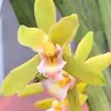 Nhánh Lan Rừng569 - @lanforestbranch0 - TikTok