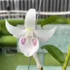 Nhánh Lan Rừng9731 - @forestlanbranch - TikTok