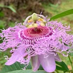 Ray Morris - @west.branch.forest.treasures - Instagram