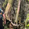 NLS - @bushforestman - TikTok