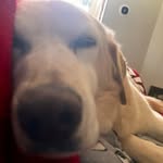 Tristan Forest Caldwell - @tristancaldwellandrex - Instagram