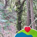 Forest Castle - Facebook