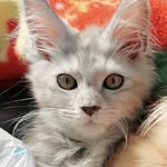 Forest Castle Zucht - @forestcastlecats - Instagram