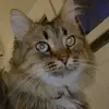 siberian_forest_cat_chen - @siberian_forest_cat_chen - TikTok