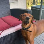 Danny Schulz - @conner_emil_of_forest_rose - Instagram