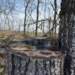 Dennis G - @dennis.forestpics - Instagram