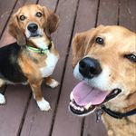 Charlie Forest Dillon - @charliedillon2020 - Instagram