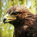 Лесной Орёл - @forest_eagle_ - Instagram