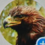 орёл - @forest_eagle_2 - Instagram