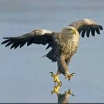 Forest Eagle - @foresteagle1 - Instagram