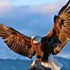 forest eagle - @forest.eagle8 - TikTok