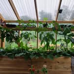 Forest Farmer - @metroforestfarmer - Instagram