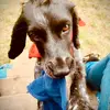 NewForestFarmers🌿 - @newforestfarmers - TikTok