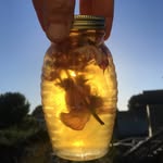 Forest & Fields - @sage_acres - Instagram