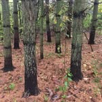 Forest Fields - @forestfields_farm - Instagram