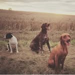 •G• - @forest_fields_andthe_beach - Instagram