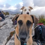 Forest and Fletcher - @adventuresofforestandfletcher - Instagram
