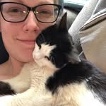 Alison Plotkin - @fostercatsinforesthills - Instagram