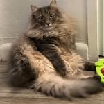 Grayson - @grayson_forest - Instagram