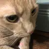 Fogriff - @forest.griffin - TikTok