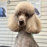 Bella’s Dog Grooming @ The Grooming Studio, Forest Hall - @bellas.dog.grooming - Instagram