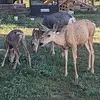 Forest Hall - @forest.hall5 - TikTok