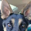 Forrest Hamilton - @forrest.hamilton - TikTok