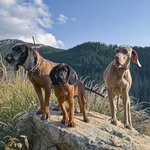 Obrtáčová - @foresthuntdogs - Instagram