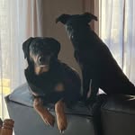 Forest and Honey Johnson - @see_forest_run - Instagram