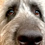 Leonard - @leonard.of.the.forest - Instagram