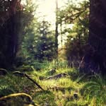 Lina - @forestlina - Instagram