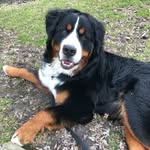 Forest Ridge Kennel - @forestridgekennel - Instagram